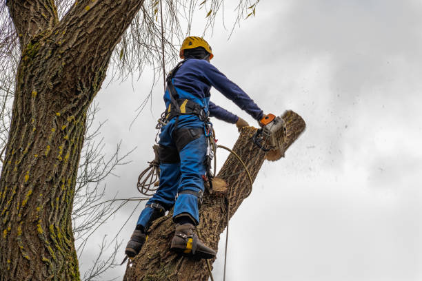 Professional Tree Services in Jordan, NY